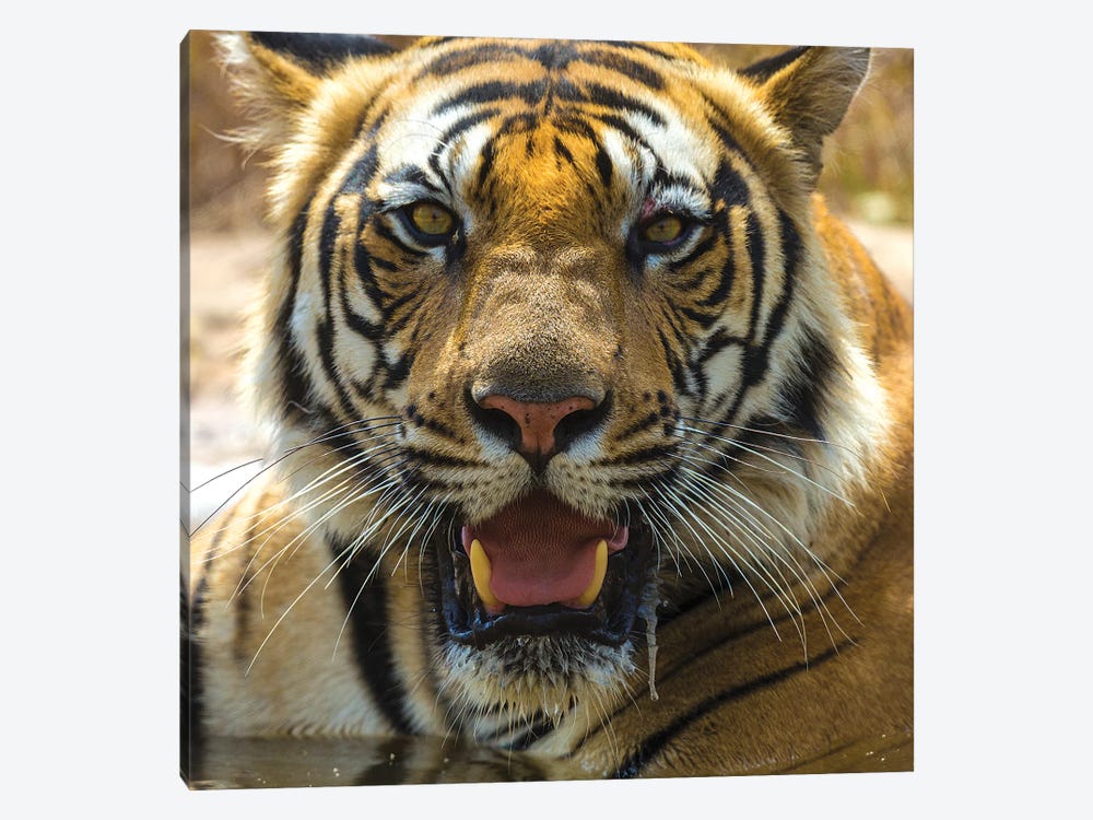 India. Male Bengal tiger enjoys the cool of a water hole at Bandhavgarh Tiger Reserve II by Ralph H. Bendjebar 1-piece Canvas Print