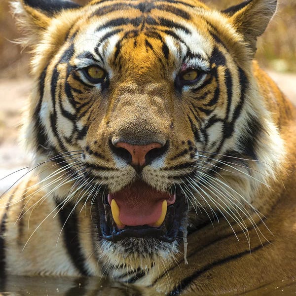 Ralph H. Bendjebar: India. Male Bengal tiger enjoys the cool of a water hole at Bandhavgarh Tiger Reserve II by Ralph H. Bendjebar