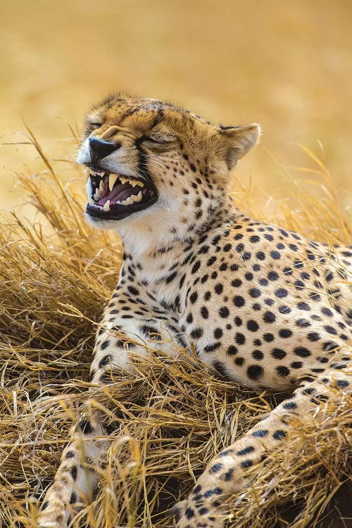 Tanzania. Cheetah yawning after a hunt on the plains of the Serengeti National Park.