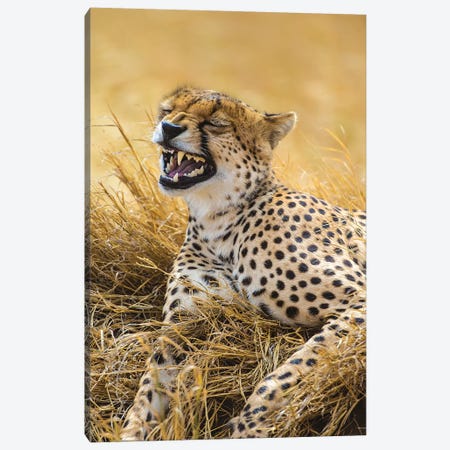 Tanzania. Cheetah yawning after a hunt on the plains of the Serengeti National Park. Canvas Print #RHB29} by Ralph H. Bendjebar Canvas Art