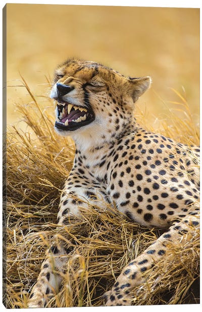 Tanzania. Cheetah yawning after a hunt on the plains of the Serengeti National Park. Canvas Art Print