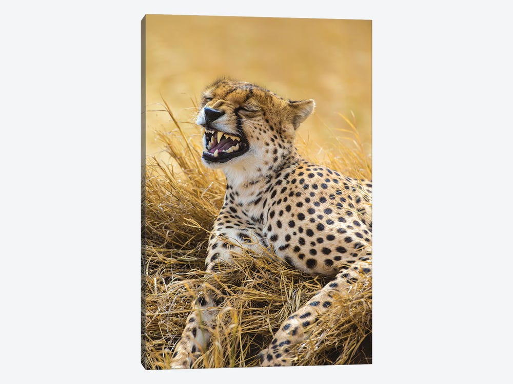 Tanzania. Cheetah yawning after a hunt on the plains of the Serengeti National Park. by Ralph H. Bendjebar 1-piece Canvas Art