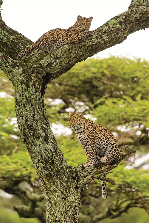 Africa. Tanzania. African leopard mother and cub in a tree, Serengeti National Park.