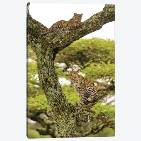 Africa. Tanzania. African leopard mother and cub in a tree, Serengeti National Park. Canvas Print #RHB2} by Ralph H. Bendjebar Art Print
