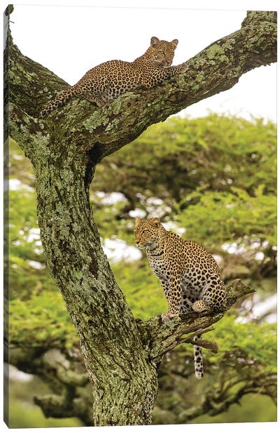 Africa. Tanzania. African leopard mother and cub in a tree, Serengeti National Park. Canvas Art Print