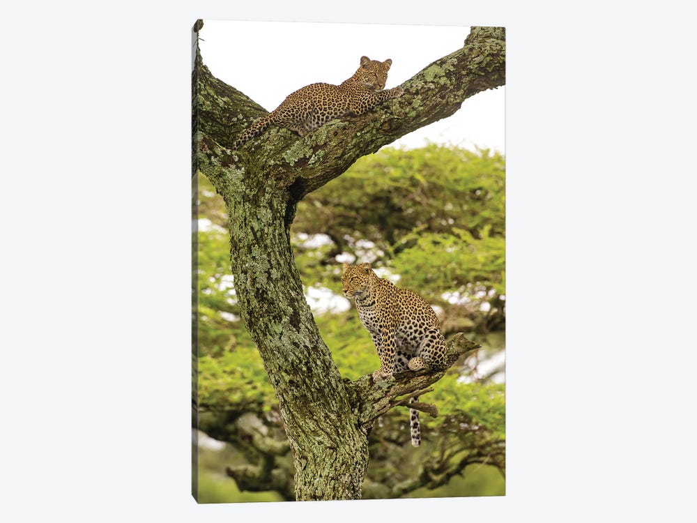 Africa. Tanzania. African leopard mother and cub in a tree, Serengeti National Park. by Ralph H. Bendjebar 1-piece Canvas Artwork