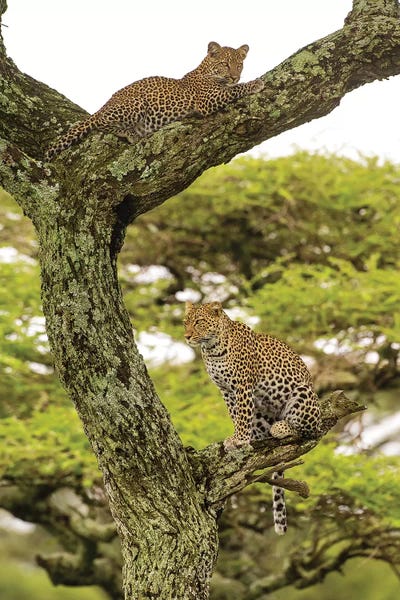 African Leopard Mother And Cub In A Tree. Africa, Tanzania, Serengeti National Park.