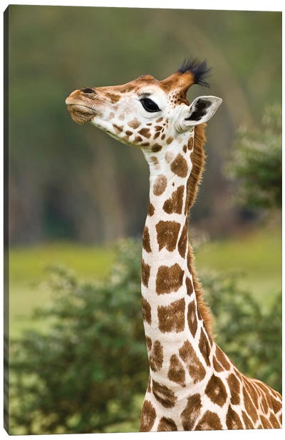 Baby Rothschild's Giraffe, Lake Nakuru National Park, Kenya Canvas Art Print - Giraffe Art