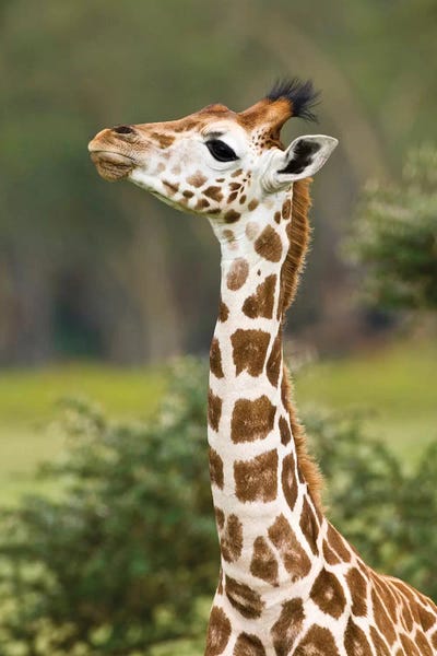 Ralph H. Bendjebar: Baby Rothschild's Giraffe, Lake Nakuru National Park, Kenya by Ralph H. Bendjebar