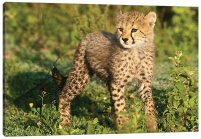 Cheetah Cub I, Ndutu Lake, Ngorongoro Conservation Area, Tanzania Canvas Art Print