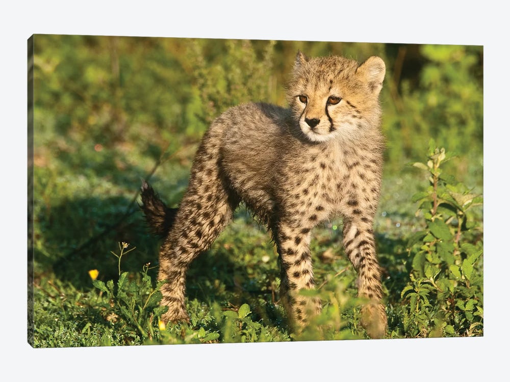 Cheetah Cub I, Ndutu Lake, Ngorongoro Conservation Area, Tanzania by Ralph H. Bendjebar 1-piece Art Print