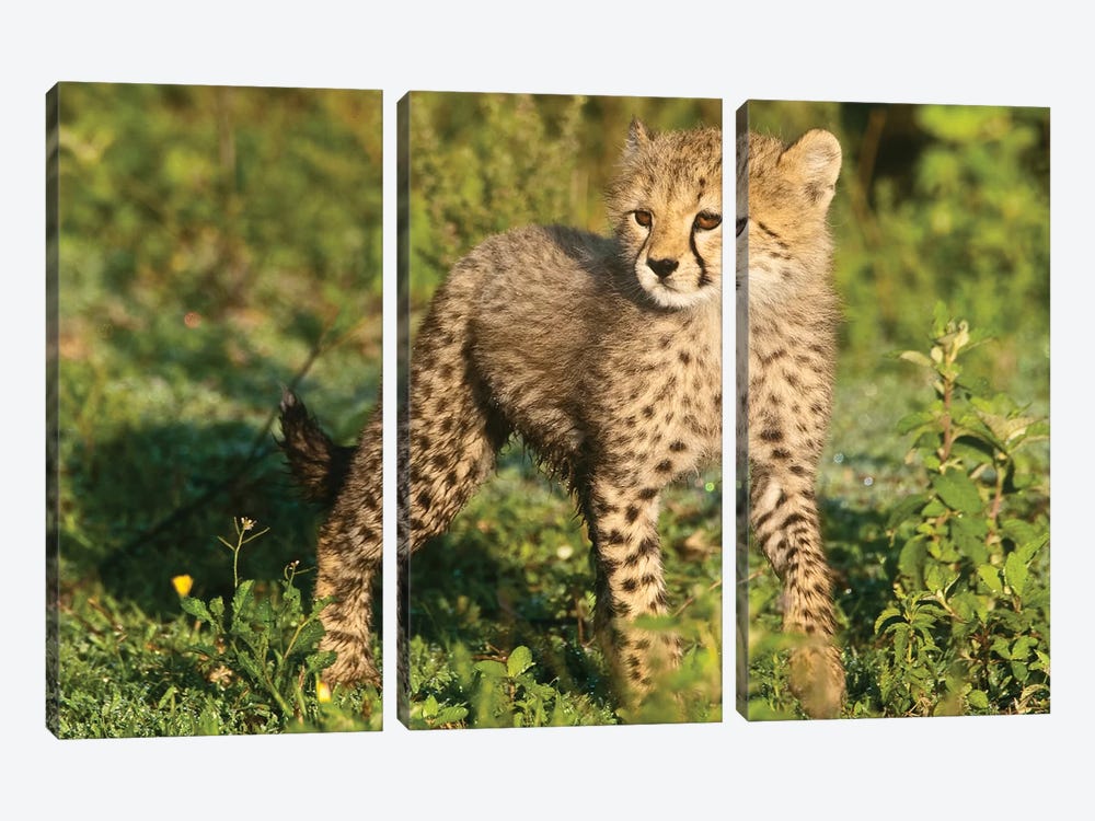 Cheetah Cub I, Ndutu Lake, Ngorongoro Conservation Area, Tanzania by Ralph H. Bendjebar 3-piece Canvas Art Print