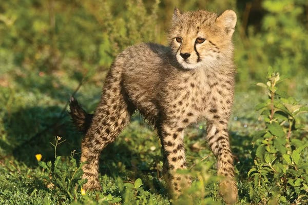 Ralph H. Bendjebar: Cheetah Cub I, Ndutu Lake, Ngorongoro Conservation Area, Tanzania by Ralph H. Bendjebar