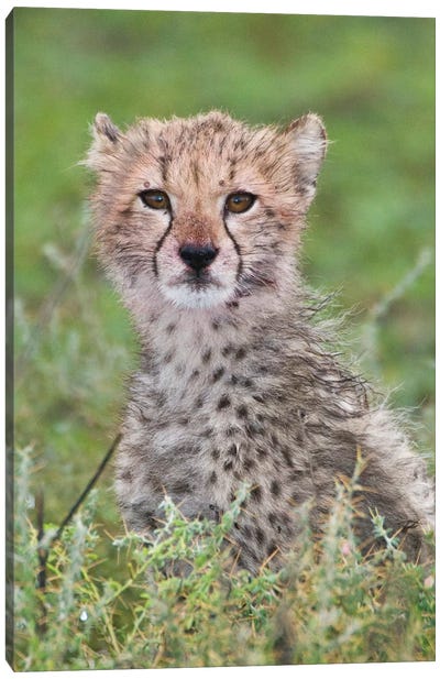 Cheetah Cub II, Ndutu Lake, Ngorongoro Conservation Area, Tanzania Canvas Art Print - Cheetah Art