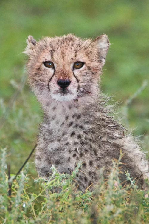 Cheetah Cub II, Ndutu Lake, Ngorongoro Conservation Area, Tanzania