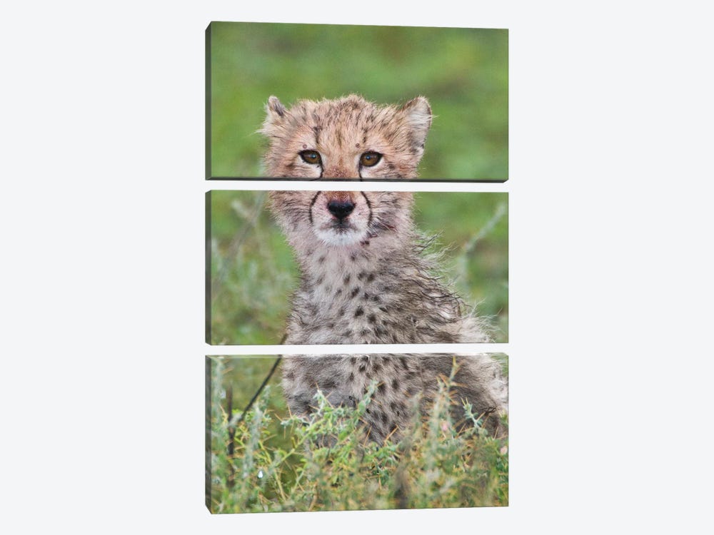 Cheetah Cub II, Ndutu Lake, Ngorongoro Conservation Area, Tanzania 3-piece Canvas Artwork