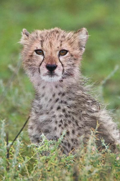 Ralph H. Bendjebar: Cheetah Cub II, Ndutu Lake, Ngorongoro Conservation Area, Tanzania by Ralph H. Bendjebar