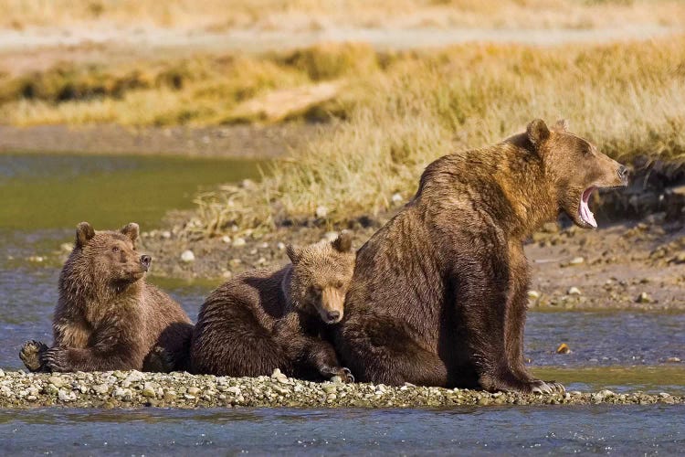 When's Dinner, Ma? First Year Cubs And Mother Contemplate Dinner At Kukak Bay, Katmai, USA. Alaska.