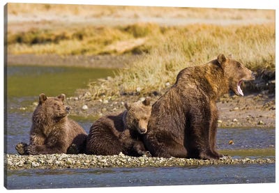 When's Dinner, Ma? First Year Cubs And Mother Contemplate Dinner At Kukak Bay, Katmai, USA. Alaska. Canvas Art Print - Brown Bear Art
