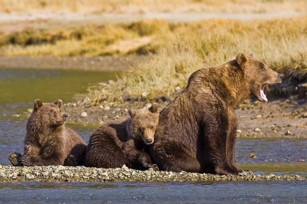 Ralph H. Bendjebar: When's Dinner, Ma? First Year Cubs And Mother Contemplate Dinner At Kukak Bay, Katmai, USA. Alaska. by Ralph H. Bendjebar