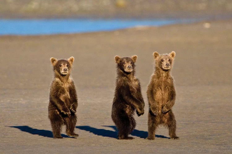 Coastal Brown Bear Cubs Watch Their Mother Fishing For Salmon At Silver Salmon Creek In Lake Clark Np, USA. Alaska.