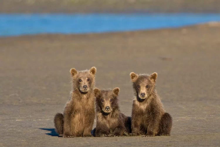 Coastal Brown Bear Cubs Watch Their Mother Fishing For Salmon At Silver Salmon Creek In Lake Clark Np, USA. Alaska.