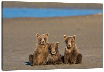 Coastal Brown Bear Cubs Watch Their Mother Fishing For Salmon At Silver Salmon Creek In Lake Clark Np, USA. Alaska. Canvas Art Print