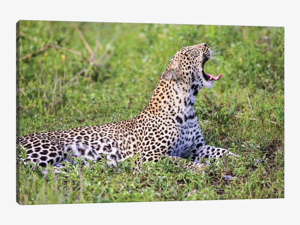 Africa. Tanzania. African leopard yawning, Serengeti National Park. by Ralph H. Bendjebar 1-piece Art Print