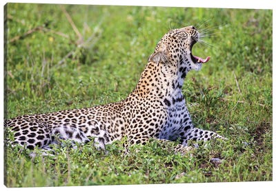 Africa. Tanzania. African leopard yawning, Serengeti National Park. Canvas Art Print - Leopard Art