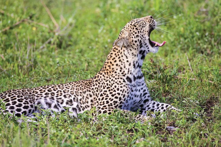 Africa. Tanzania. African leopard yawning, Serengeti National Park.