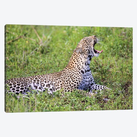 Africa. Tanzania. African leopard yawning, Serengeti National Park. Canvas Print #RHB3} by Ralph H. Bendjebar Canvas Art Print
