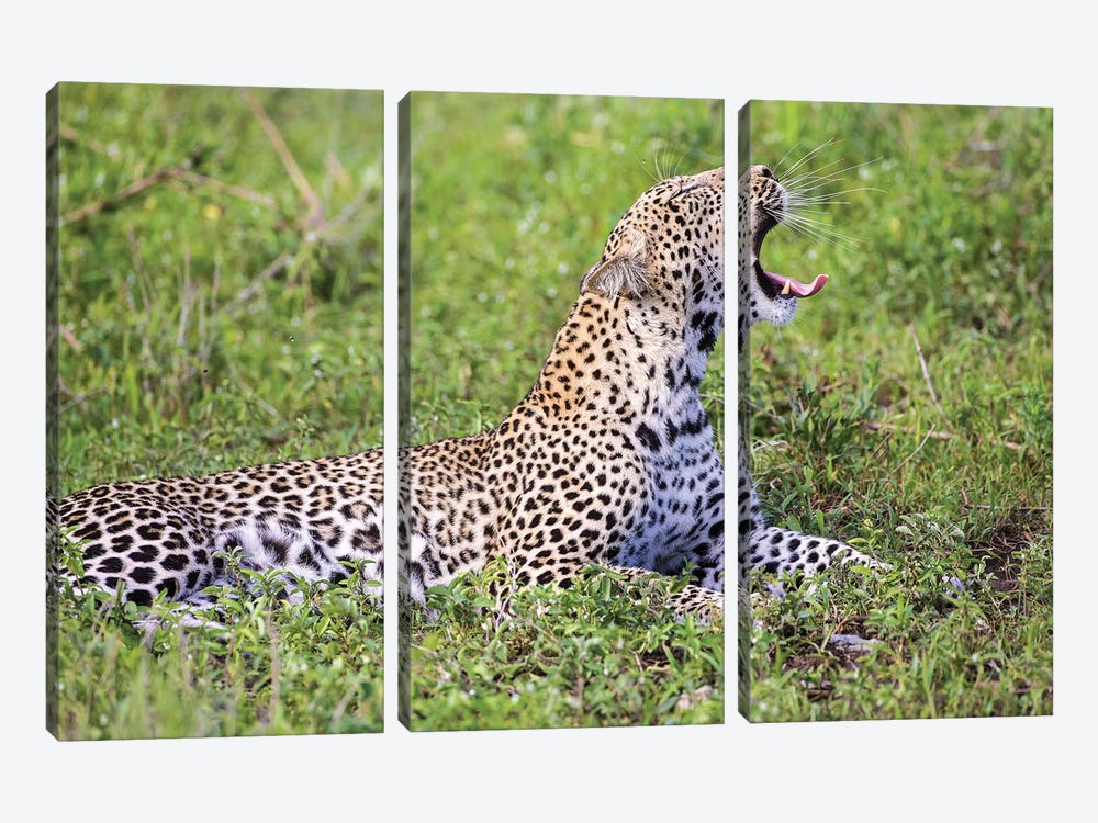 Africa. Tanzania. African leopard yawning, Serengeti National Park. by Ralph H. Bendjebar 3-piece Canvas Art Print