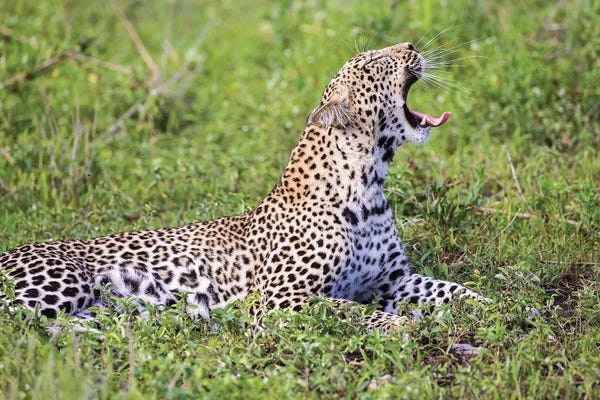 African Leopard Yawning. Africa, Tanzania, Serengeti National Park.