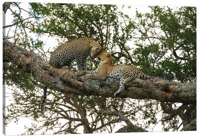 Africa. Tanzania. African leopards in a tree, Serengeti National Park. Canvas Art Print - Leopard Art