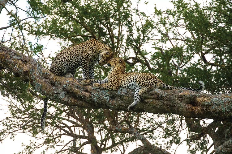 African Leopards In A Tree. Africa, Tanzania, Serengeti National Park.