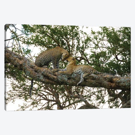 Africa. Tanzania. African leopards in a tree, Serengeti National Park. Canvas Print #RHB4} by Ralph H. Bendjebar Canvas Artwork