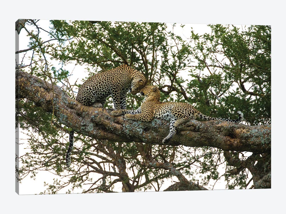 Africa. Tanzania. African leopards in a tree, Serengeti National Park. by Ralph H. Bendjebar 1-piece Canvas Wall Art