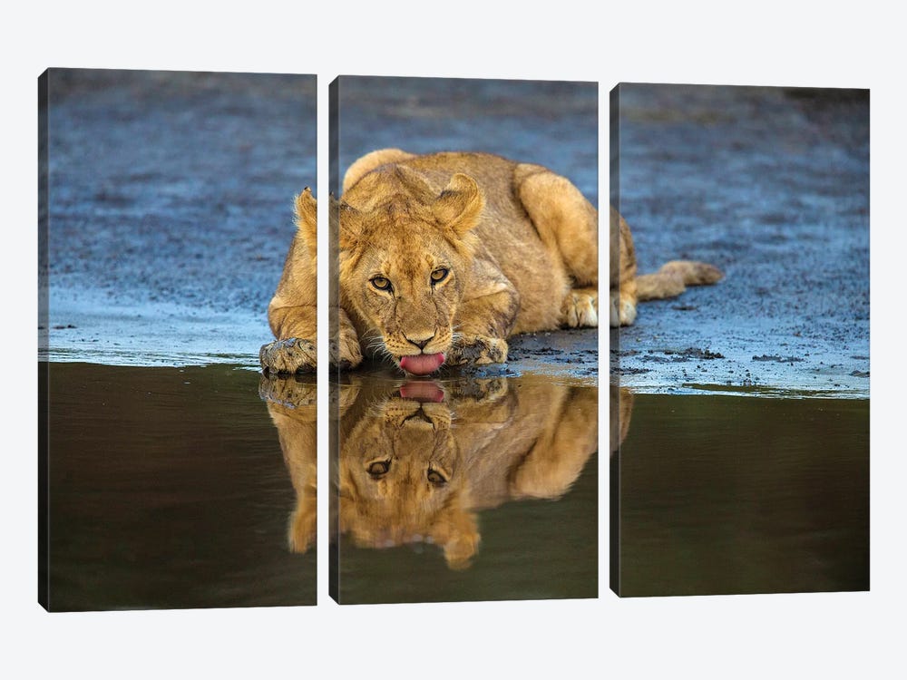 Africa. Tanzania. African lions at Ndutu, Serengeti National Park. 3-piece Art Print