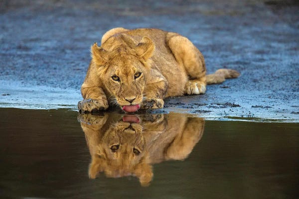 Tanzania: Africa. Tanzania. African lions at Ndutu, Serengeti National Park. by Ralph H. Bendjebar