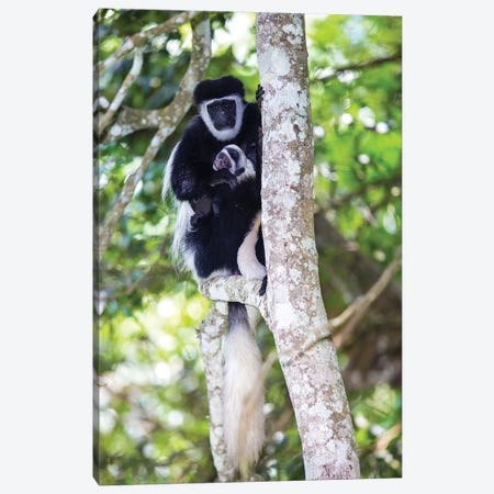 Africa. Tanzania. Black and White Colobus at Arusha National Park. Canvas Print #RHB6} by Ralph H. Bendjebar Canvas Wall Art