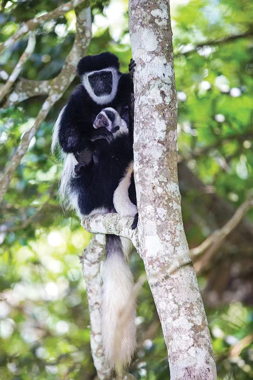 Africa. Tanzania. Black and White Colobus at Arusha National Park.