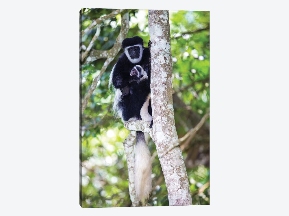 Africa. Tanzania. Black and White Colobus at Arusha National Park. by Ralph H. Bendjebar 1-piece Canvas Artwork
