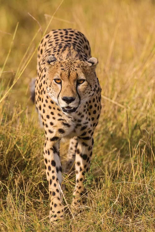Africa. Tanzania. Cheetah hunting on the plains of the Serengeti, Serengeti National Park.