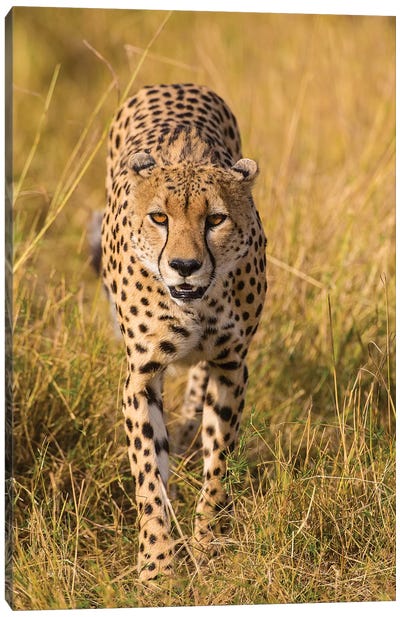 Africa. Tanzania. Cheetah hunting on the plains of the Serengeti, Serengeti National Park. Canvas Art Print
