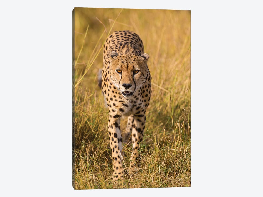 Africa. Tanzania. Cheetah hunting on the plains of the Serengeti, Serengeti National Park. by Ralph H. Bendjebar 1-piece Art Print