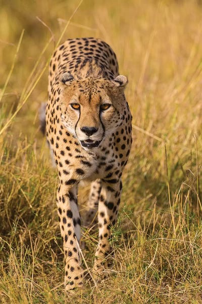 Africa. Tanzania. Cheetah hunting on the plains of the Serengeti, Serengeti National Park.