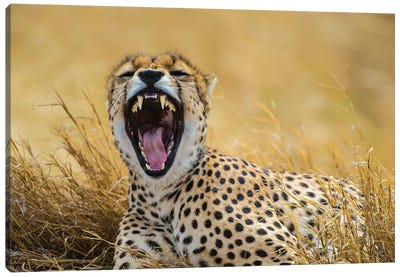 Africa. Tanzania. Cheetah yawning after a hunt on the plains of the Serengeti, Serengeti National Park. Canvas Art Print - Cheetah Art