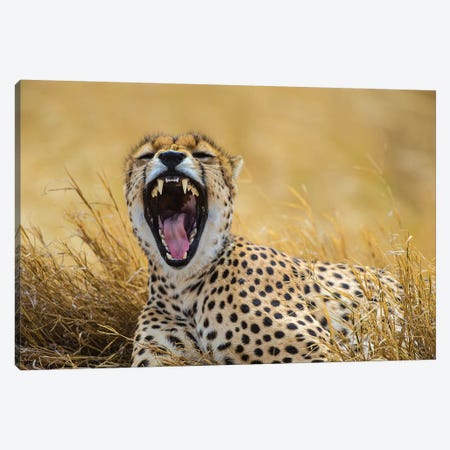 Africa. Tanzania. Cheetah yawning after a hunt on the plains of the Serengeti, Serengeti National Park. Canvas Print #RHB8} by Ralph H. Bendjebar Canvas Art Print