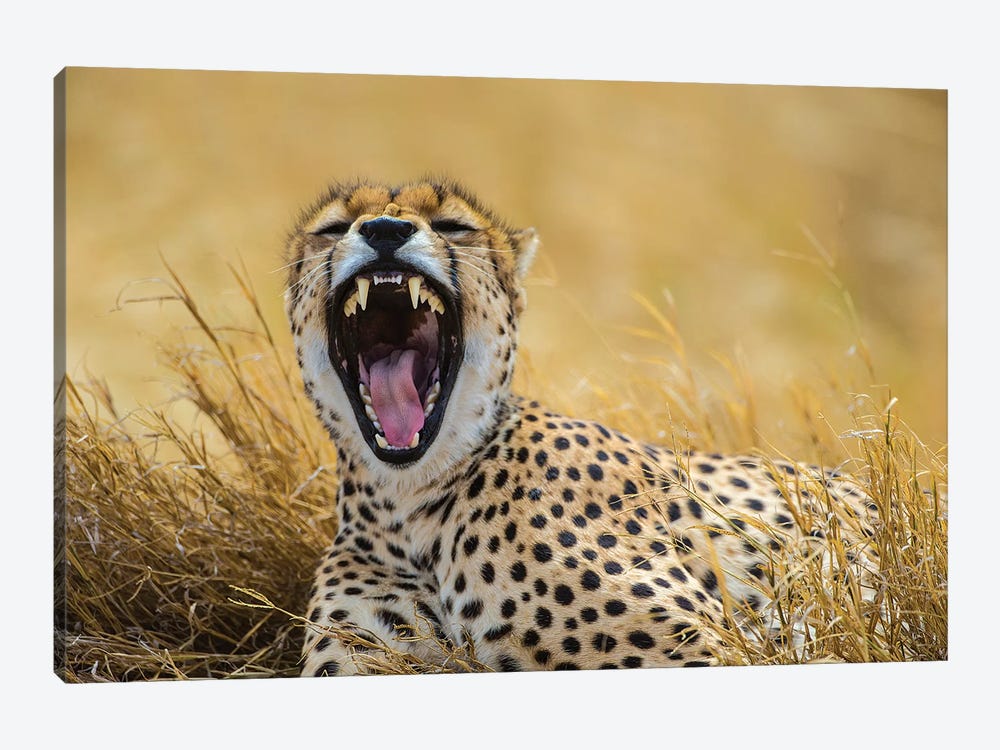 Africa. Tanzania. Cheetah yawning after a hunt on the plains of the Serengeti, Serengeti National Park. by Ralph H. Bendjebar 1-piece Canvas Art