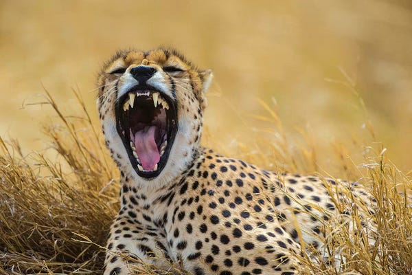 Africa. Tanzania. Cheetah yawning after a hunt on the plains of the Serengeti, Serengeti National Park.